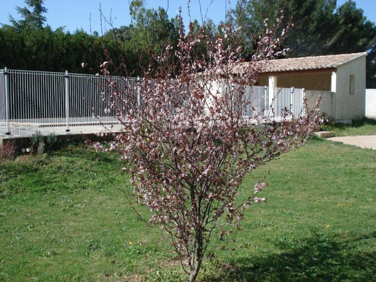 Jardin-fleurie-chambre-hote-avignon-oustalet-sylvie